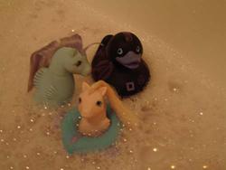 Bonus Round 2
Bath Ponies